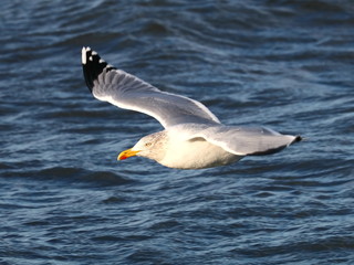Möwe im Flug