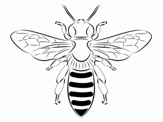 illustration of a bee , vector draw