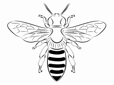 illustration of a bee , vector draw