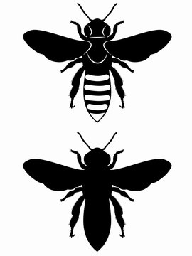 silhouette of bee , vector draw