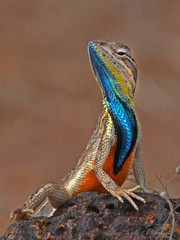 Fan Throted Lizard