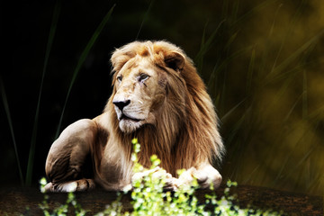 The lion (Panthera leo) is a species in the cat family (Felidae); it is a muscular, deep-chested cat with a short, rounded head, a reduced neck and round ears, and a hairy tuft at the end of its tail.
