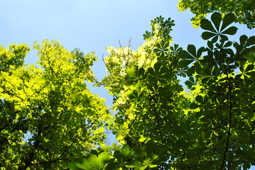 Green chestnut leaves on bright blue sunny sky background, view from ground on top