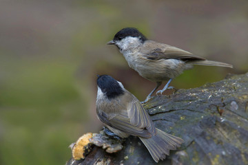 Weidenmeise oder Mönchsmeise (Poecile montanus)