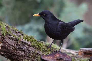 Amsel (Turdus merula) männchen 