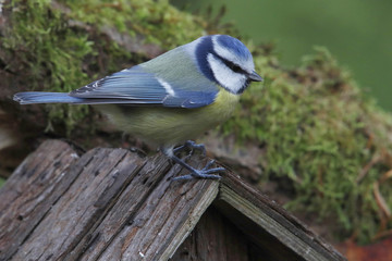Blaumeise (Cyanistes caeruleus) im Garten