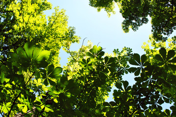 Fototapeta na wymiar Green chestnut leaves on bright blue sunny sky background, view from ground on top