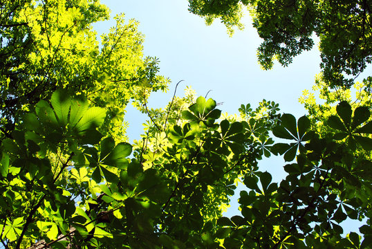 Green chestnut leaves on bright blue sunny sky background, view from ground on top