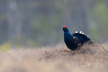  Norwegian black grouse at lek in spring