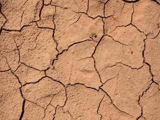 Natural dry and cracked ground texture with little green plant