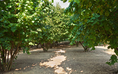 Field of Hazelnuts