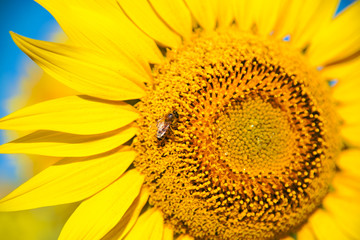 Naklejka premium the bee collects pollen on a summer sunny day in the field with sunflowers. a flower of a sunflower and a small bee. the process of creating organic honey