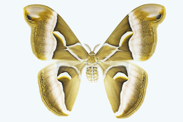 Specimen of ailanthus silkmoth on white background.
