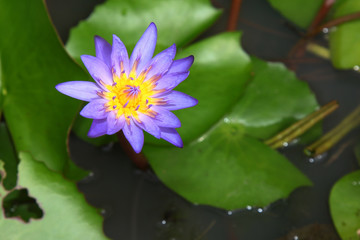 Close up purple lotus flower in canal