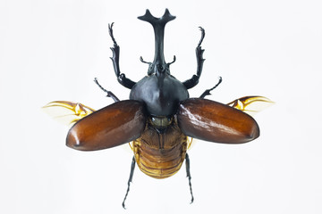 Specimen of Japanese rhinoceros beetle on white background.
