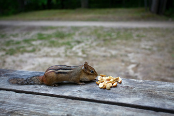 chipmunk is eating peanuts