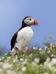 Puffin