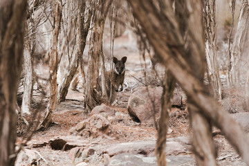 Wallaby in trees