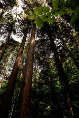 Forest Hiking at Arashi-yama Mountain, at Takao.