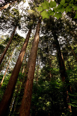 Forest Hiking at Arashi-yama Mountain, at Takao.