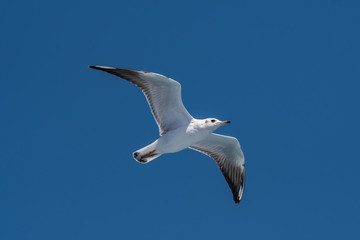 Audouin's Gull - Ichthyaetus audouinii  in  flight over blue sky