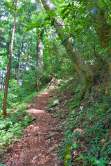 Fototapeta na wymiar Forest Hiking at Arashi-yama Mountain, at Takao.
