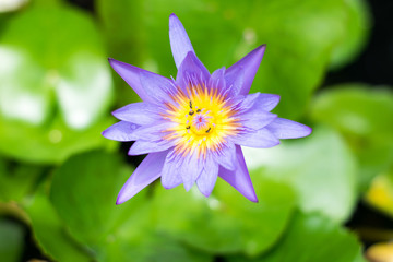 close up purple lotus flower on green lotus