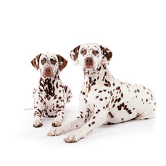 Two dalmatians on white backgropund