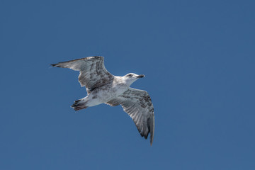 Portrait of Juvenile yellow-legged gull (Larus michahellis) bird in natural environment