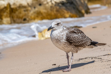 Detailed portrait of  Juvenile Yellow-legged gull (larus michahellis)