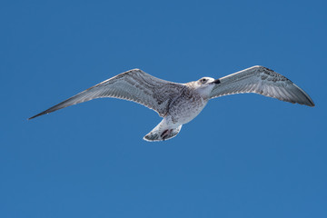Portrait of Juvenile yellow-legged gull (Larus michahellis) bird in natural environment