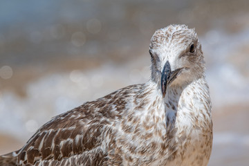 Detailed portrait of  Juvenile Yellow-legged gull (larus michahellis)