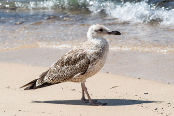 Detailed portrait of  Juvenile Yellow-legged gull (larus michahellis)