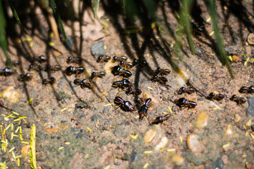 group of termite working