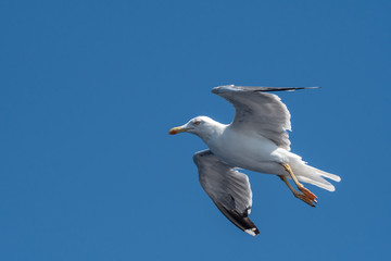Fototapeta na wymiar Yellow-legged gull (larus michahellis) in flight on blue sky