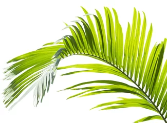 Crédence de cuisine en verre imprimé Palmier Green palm leaf isolated on white background