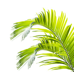 Fototapeta premium Green palm leaf isolated on white background