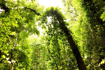 Forest Hiking at Arashi-yama Mountain, at Takao.