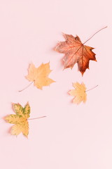 Autumn composition. Pattern made of dried autumn maple leaves on a pastel pink background. Autumn background. Flat lay, top view, copy space 