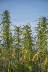 fields of industrial hemp in Estonia