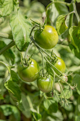 Tomatoes growing on a plant, with a shallow depth of field