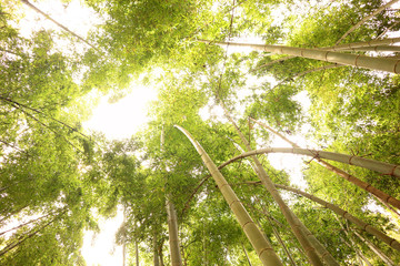  Looking up the Bamboo Forest, at Takao.