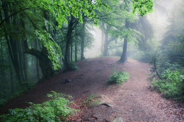 Green summer rainy and foggy old forest