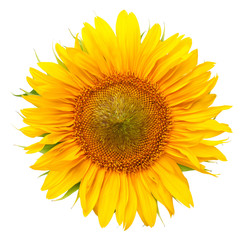 Fototapeta premium Słonecznik na białym tle