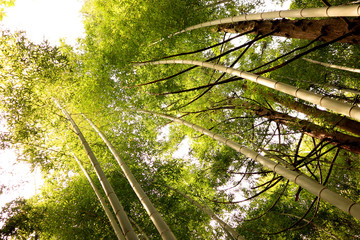  Looking up the Bamboo Forest, at Takao.