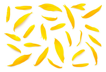 Sunflower Petals Isolated on White Background