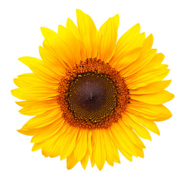 Sunflower Isolated on White Background