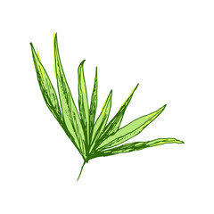 Isolated coconut or queen palm tree with leaves. Beach and rainforest, desert coco flora. Foliage of subtropical fern. Green palmae or jungle arecaceae.Island climate,botany, environment theme