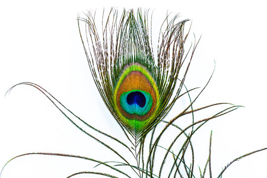 photograph of a beautiful feather of a peacock's tail