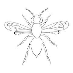  beetle, coloring book